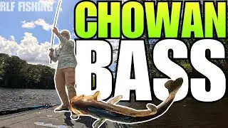 Bass Fishing the Nottoway and Chowan Rivers | Squarebill Crankbait Bite!