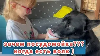 Волк Гул'дан и посудомойка не нужна 😁😝