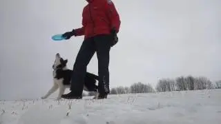 Дари