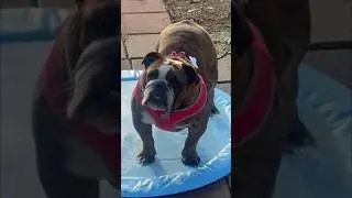 Meet my new baby 🐶 her name is Olive You (Ollie) she’s enjoying her Dog Splashpad #englishbulldog