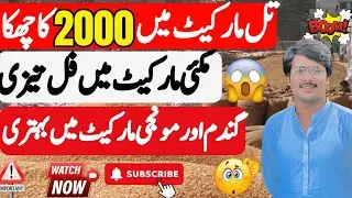 Maki market ma  bhot bari tizi ||punjab ghala mandi rate today ||gundam ka aj ka rate