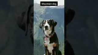 Mountain dog
