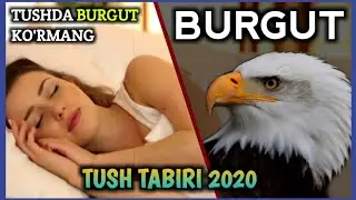 Tushda burgut ko'rsa nima bo'ladi | Тушда бургут курса нима булади туш табири