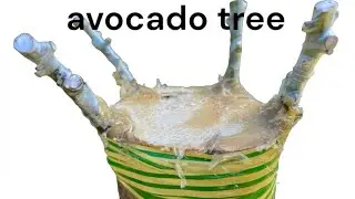 Topworking an Avocado Tree - Part 1
