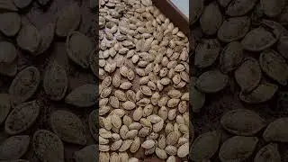 Pumpkin Seed Sounds Fresh From the Oven! ASMR?