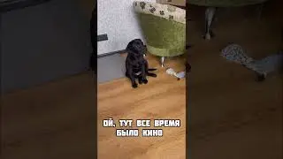 До конца 😜 #лабрадор #dog #собаки #лабрадоры #животные #лабрадорчик #топ #лабрадор