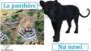 Les animaux en langue yemba part2: les animaux sauvages