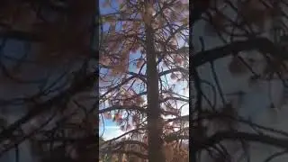 Majstor svoga zanata na velikim visinama