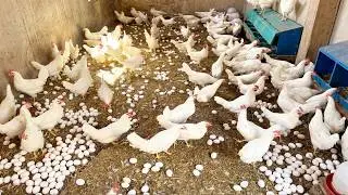 Massive Egg Collection From Free Range Chickens | Real Farm Work.