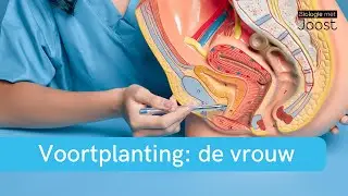 Voortplanting | De vrouw | Creatief met Biologie