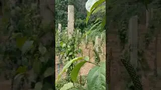 Cabe Jamu Umur 7 Bulan Sudah Berbuah #cabejamu #cabejawa #petanimilenial