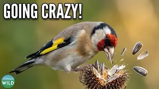 Watch the European Goldfinch Go Crazy for Sunflower Seeds! 🌻
