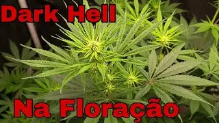 Semi Auto na Floração (Dark Hell)