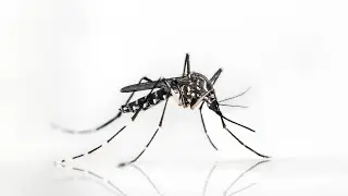Species That Don't Deserve to Exist