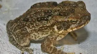 Cane toad. Biology. Spoken article. From Wikipedia, the free encyclopedia