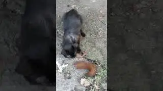 Опять коты поймали белку