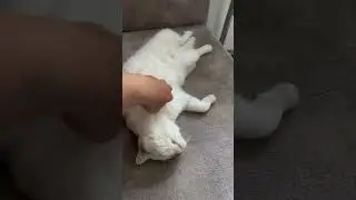 Люби,корми и никогда не бросай 🐈