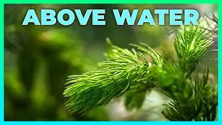 Aquatic Plants that are OVER the TOP!