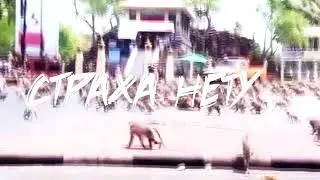 оффники сбор