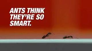 TERRO. Smarter Than Ants. | Short Version