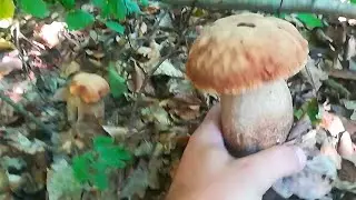 Funghi porcini #funghi  due funghi porcini #boletus #cèpes #steinpilze