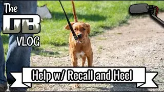 My Dog Struggles w/ Recall and Heel | Ep: #244