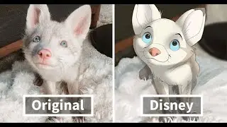 If our pets were Disney characters #catsanddogs