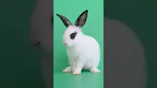 animal green screen video