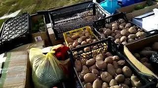 Вездеход Беляшек Доставка Продуктов  )))