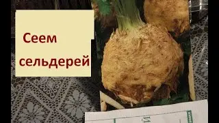 592. ВНИМАНИЕ. ПОРА СЕЯТЬ  СЕЛЬДЕРЕЙ 2023