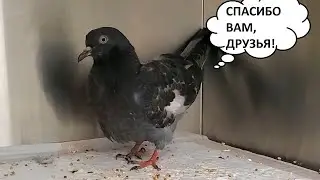 ГОЛУБКА АЛЯ ПОСЛЕ ОПЕРАЦИИ. БЛАГОДАРНОСТЬ ЗА ПОДДЕРЖКУ