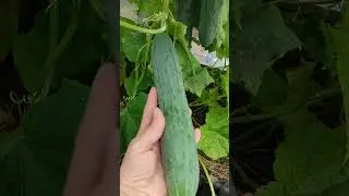 ОГУРЕЦ ЗОЗУЛЬКА. САЛАТНЫЙ ОГУРЧИК. ВКУСНЫЙ И УРОЖАЙНЫЙ.