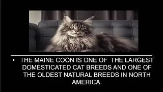 Top 10 Fun Facts About Maine Coon Cats.