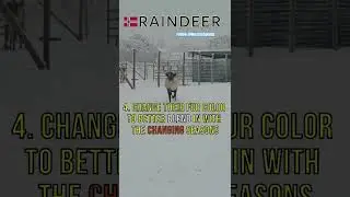 🦌 Rudolph training for the takeoff #raindeer #winter #shorts