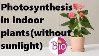 How photosynthesis takes place in indoor plants in absence of sunlight ?by Simply The Best BIO