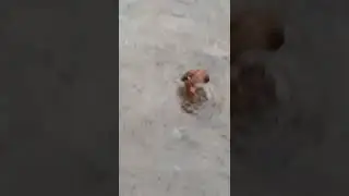 Утка чистит перья.