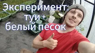 Посадка черенков туи в белый песок