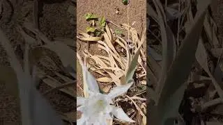 ЧУДО ЦВЕТЫ НА ПЕСКЕ ДИКОГО ПЛЯЖА НА КИПРЕ