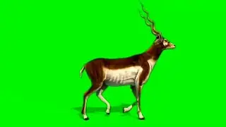 Green Screen_Deer Effect       ____Free download