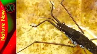 Water Striders are Smart
