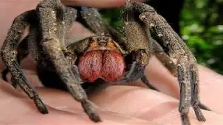 топ 5 самых опасных пауков