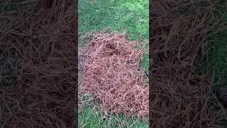 Sphagetti  no Pine Needles