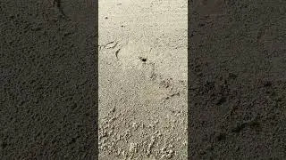 small crab making its nest at mantanani island 10 may 2022