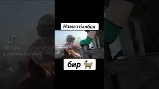 Намаз балбан бир эчкиге таштады