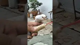 Slow Motion - Free Fly in the Beautiful Morning 