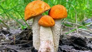 The mushroom picker was stunned when he saw this..! ASPEN MUSHROOMS AT EVERY STEP! YOU HAVE NEVER...
