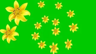 Green screen flower effect hd video