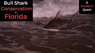 Bull Shark Conservation in Florida