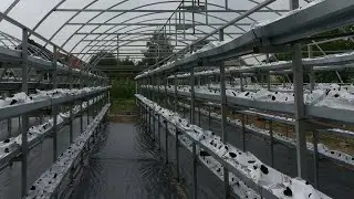 Клубника в теплице круглый год.