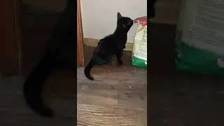 Лепс